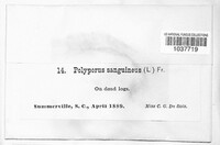 Image Associated With the Occurence